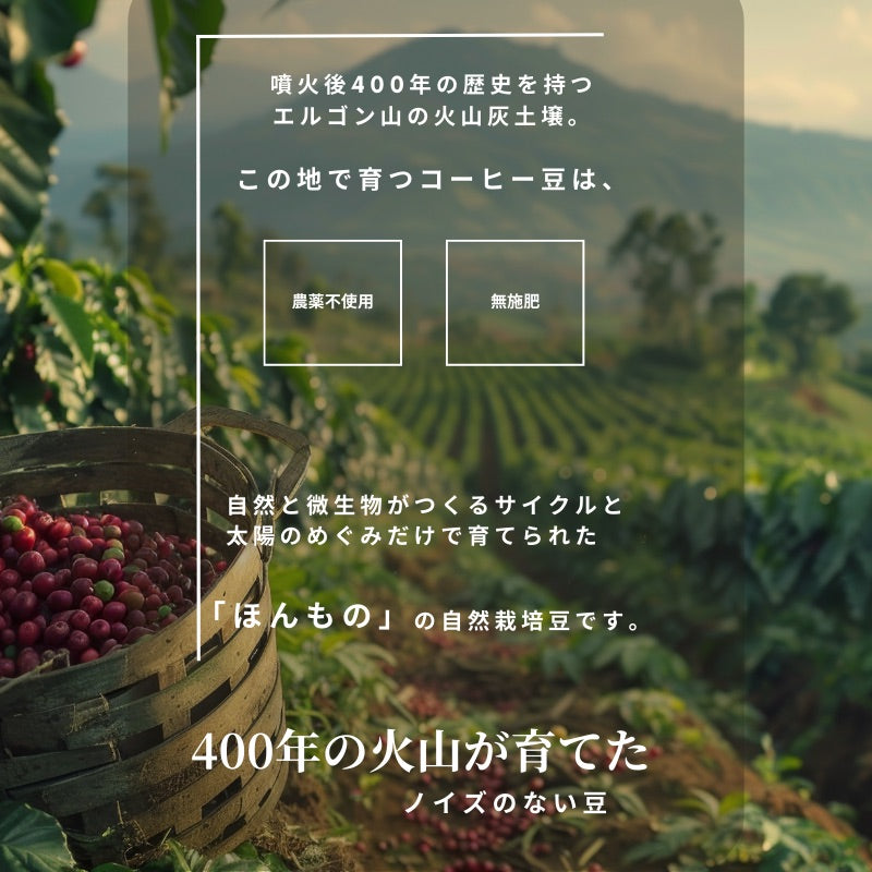 【おかわりしたくなるコーヒー】2個セット｜ブルートパーズ ハウスブレンド コーヒー豆 1kg｜無農薬 自然栽培｜高級アラビカ種 ティピカAA