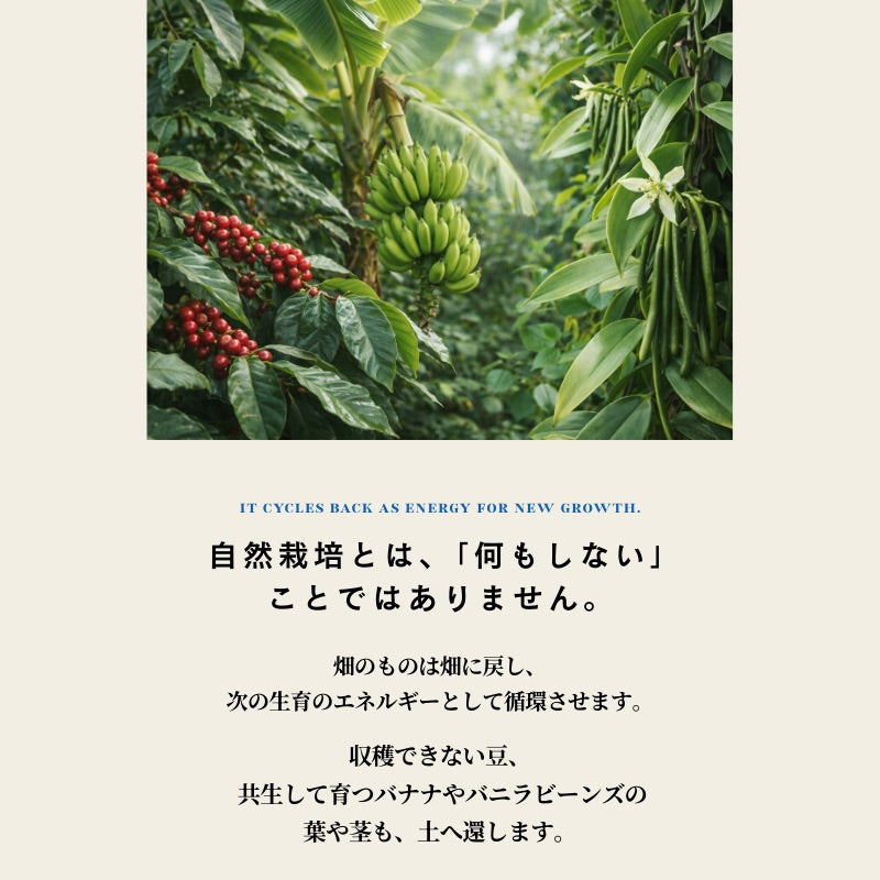 【おかわりしたくなるコーヒー】2個セット｜ブルートパーズ ハウスブレンド コーヒー豆 1kg｜無農薬 自然栽培｜高級アラビカ種 ティピカAA