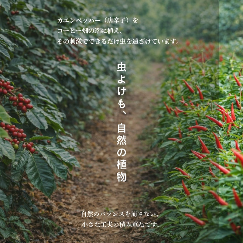 【おかわりしたくなるコーヒー】2個セット｜ブルートパーズ ハウスブレンド コーヒー豆 1kg｜無農薬 自然栽培｜高級アラビカ種 ティピカAA