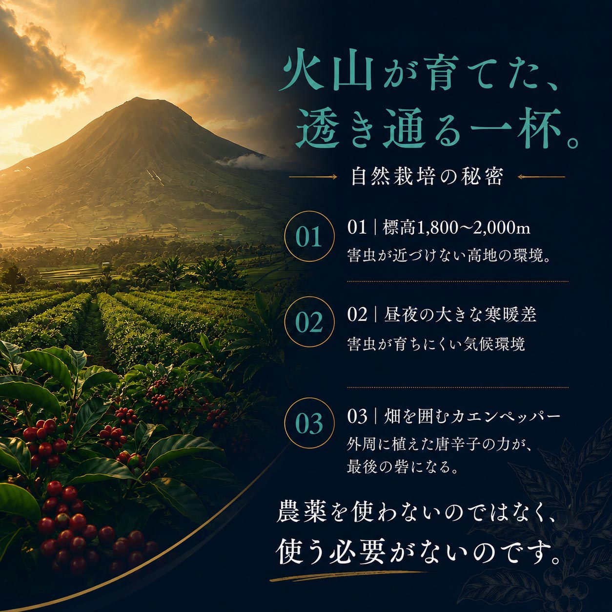 BLUE TOPAZ COFFEE IN THE ZONE】 BLUE TOPAZ COFFEE IN THE ZONE