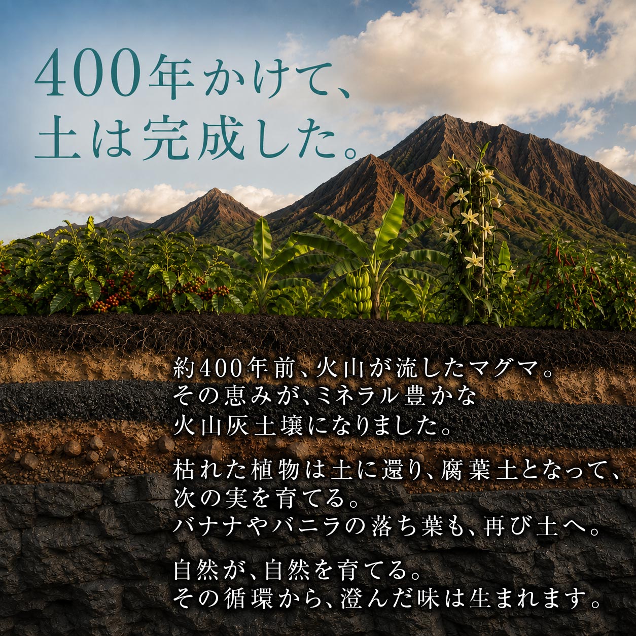 【BLUE TOPAZ COFFEE IN THE ZONE】 BLUE TOPAZ COFFEE IN THE ZONE ブルートパーズ インザゾーン コーヒー豆 500g｜無農薬 自然栽培｜高級アラビカ種 ティピカAA