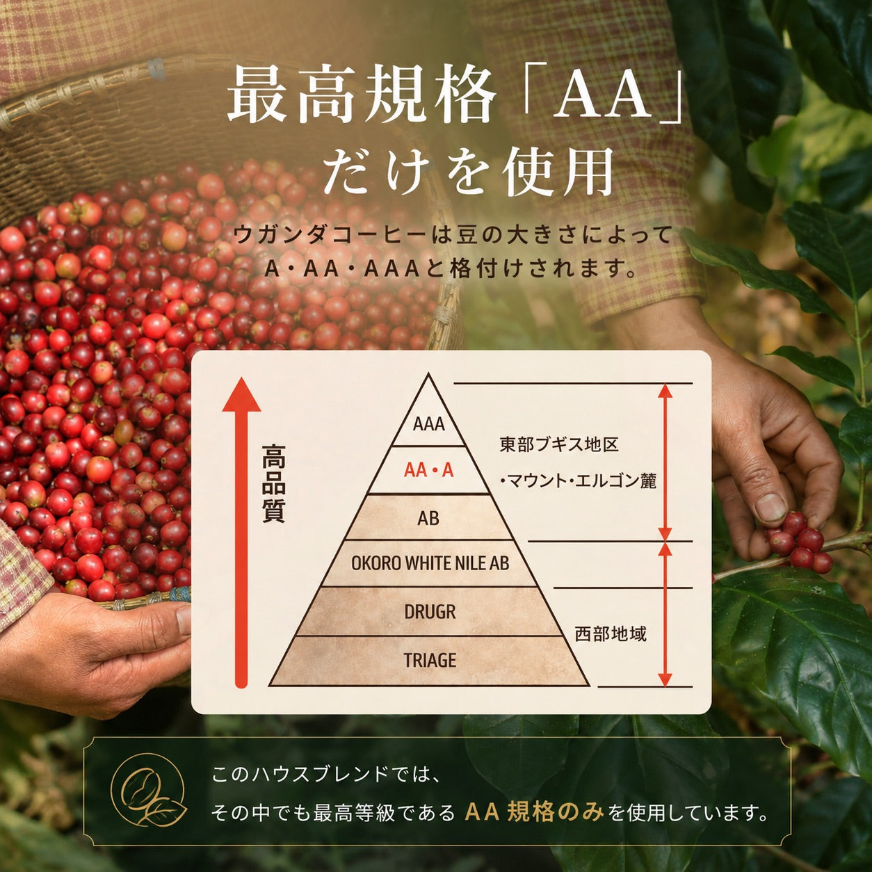 【毎朝が楽しみになる】ブルートパーズ ハウスブレンド コーヒー豆500g｜無農薬 自然栽培｜高級アラビカ種 ティピカAA