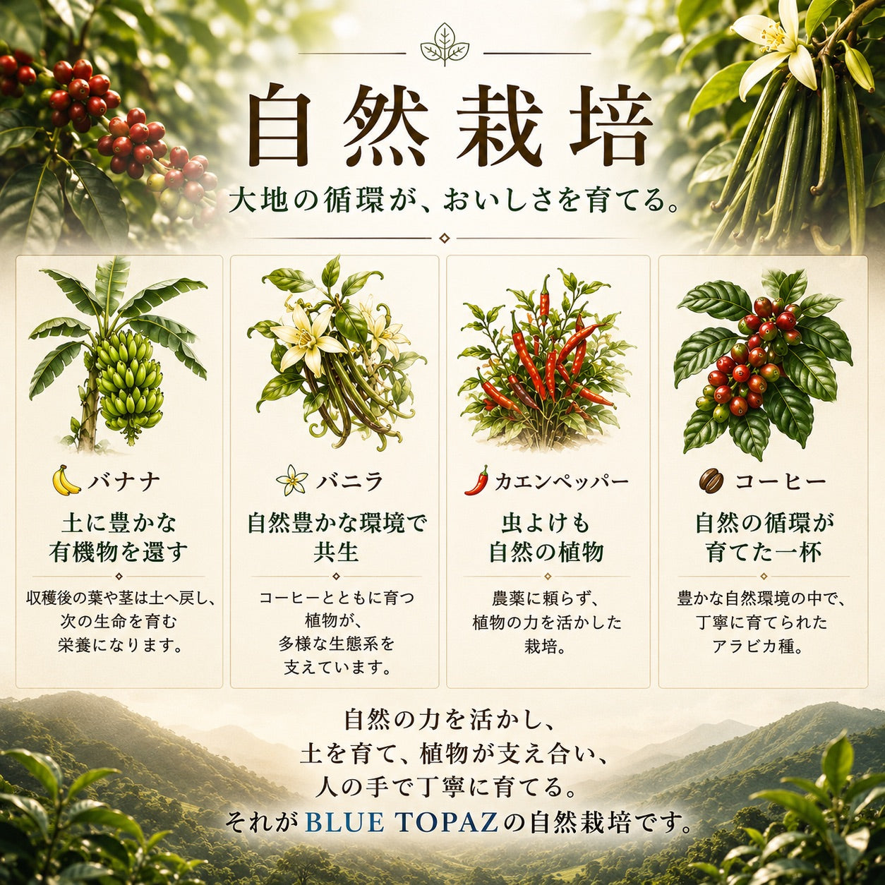 【毎朝が楽しみになる】ブルートパーズ ハウスブレンド コーヒー豆500g｜無農薬 自然栽培｜高級アラビカ種 ティピカAA